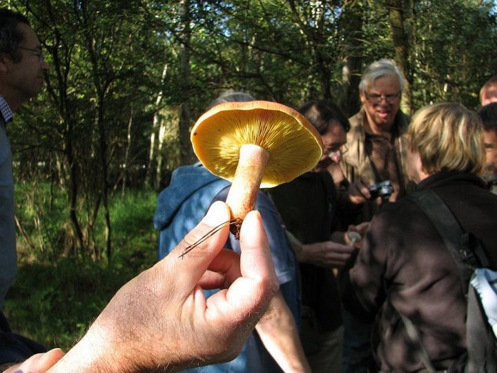 Tricholomopsis rutilans 3779